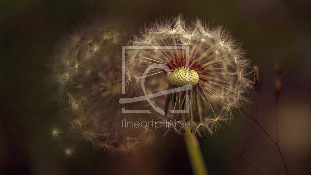 Bild-Nr.: 12015472 Löwenzahn erstellt von D. Toelke DigiArt / Photography