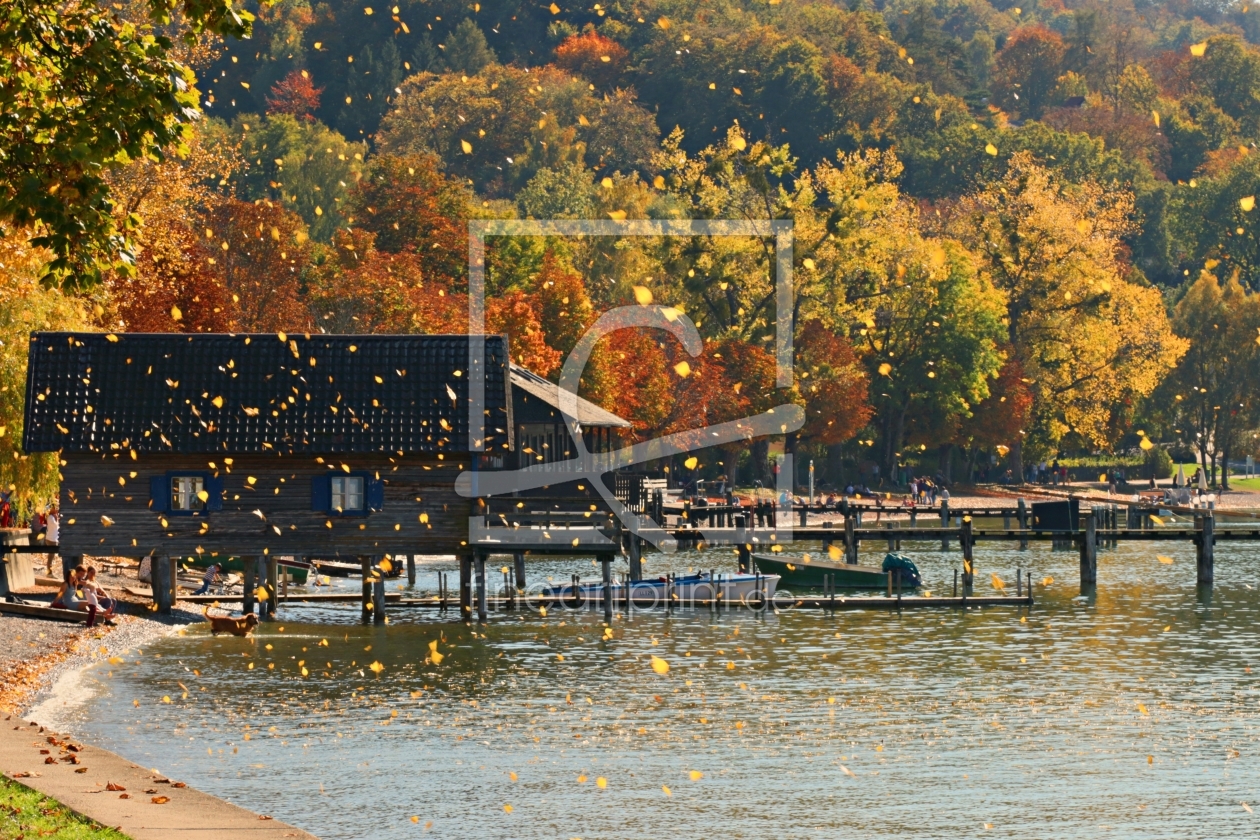 Bild-Nr.: 12016749 Goldregen am Ammersee erstellt von kadorka