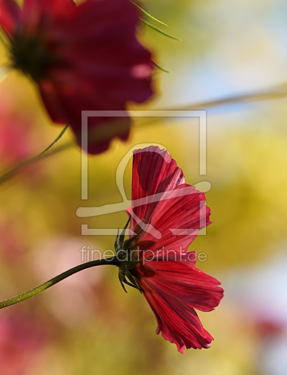 Bild-Nr.: 12016991 Cosmea erstellt von youhaveadream