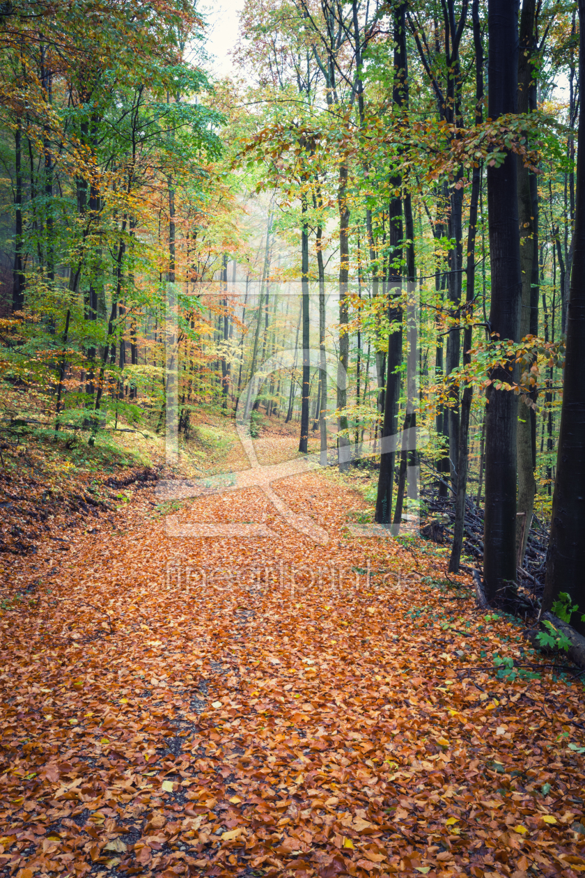 Bild-Nr.: 12017055 Herbst in der Natur erstellt von luxpediation