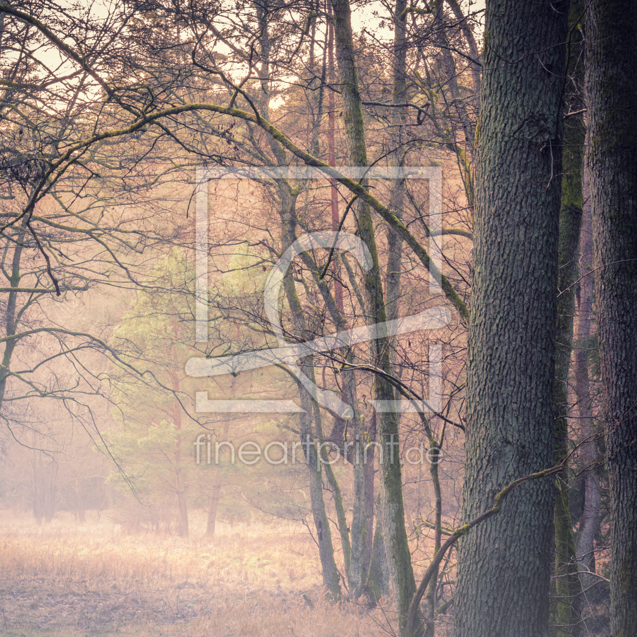 Bild-Nr.: 12017073 Ruhe und Entspannung im Wald VI erstellt von luxpediation