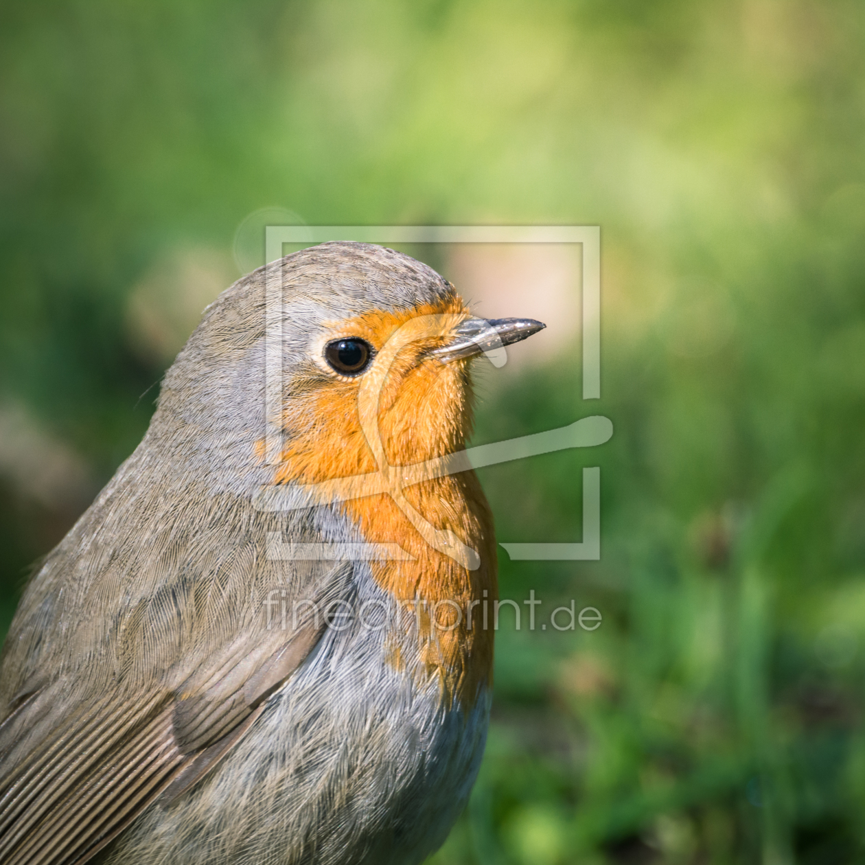 Bild-Nr.: 12017408 Vogel Portrait erstellt von luxpediation