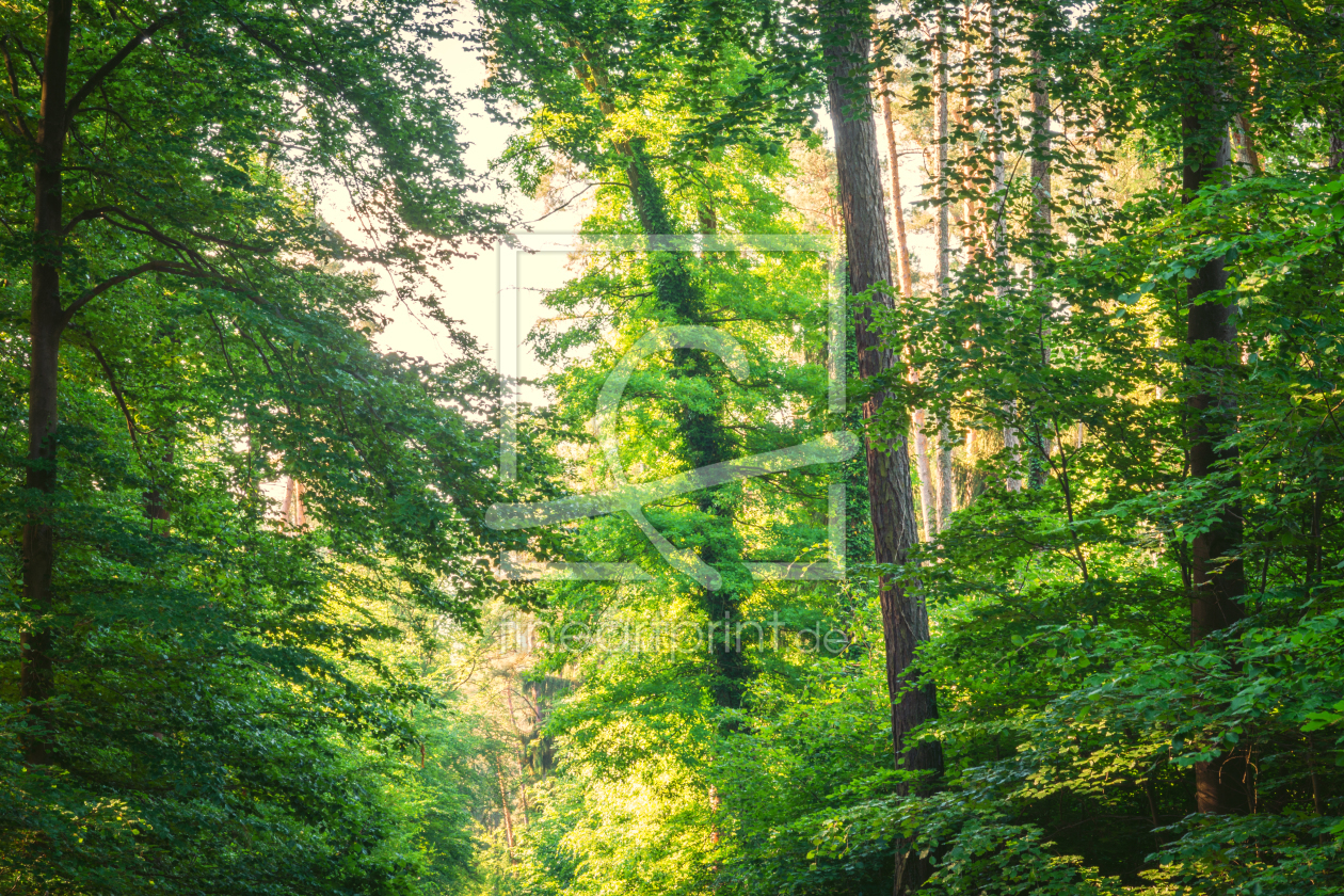 Bild-Nr.: 12017659 Bäume im Sommerwald erstellt von luxpediation