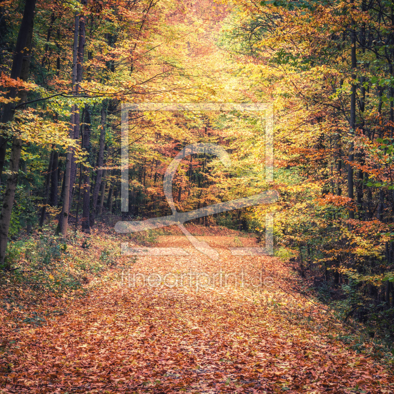 Bild-Nr.: 12017686 Herbstfarben der Bäume erstellt von luxpediation