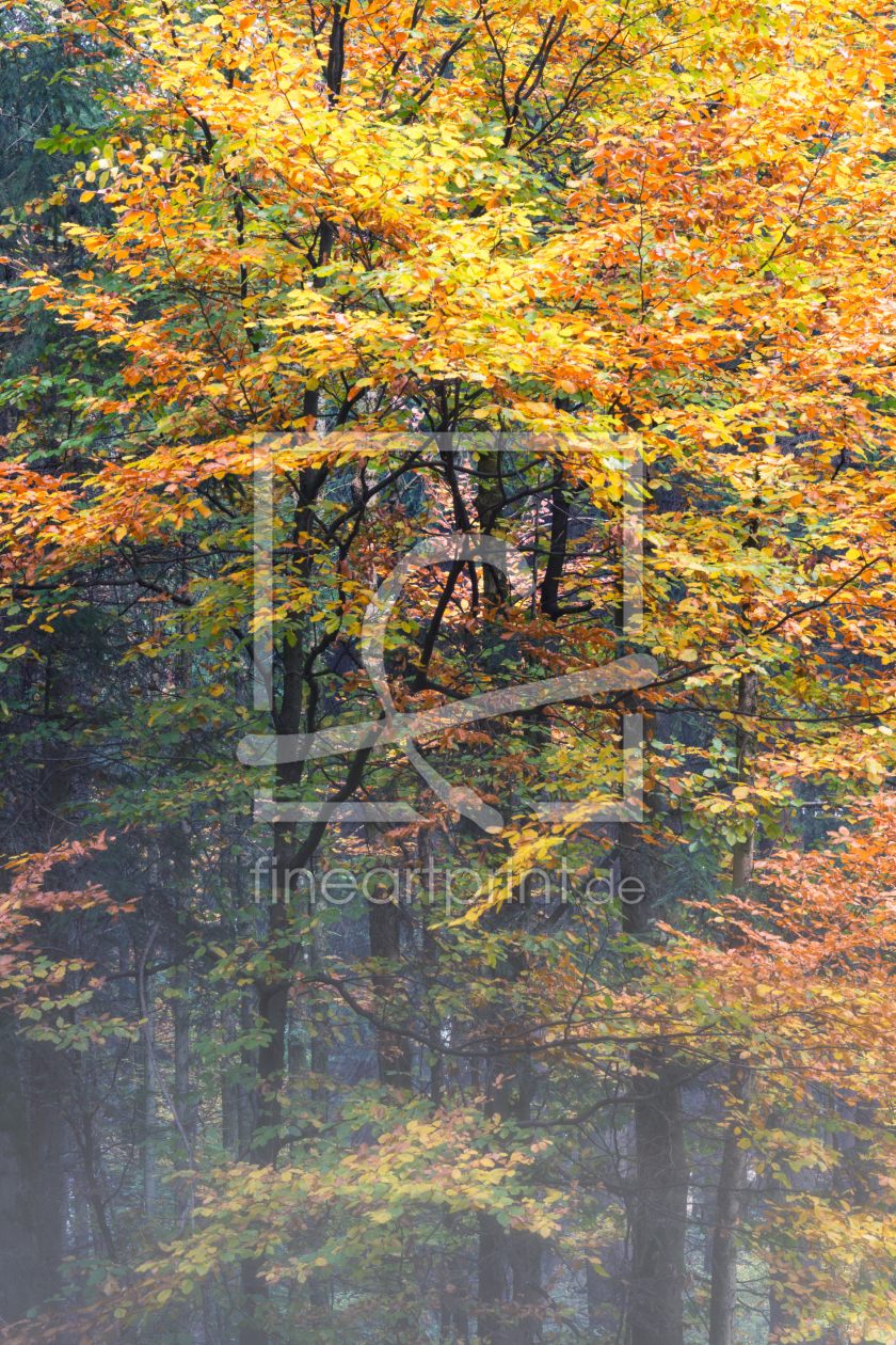 Bild-Nr.: 12017769 Baum in Herbstfarben erstellt von luxpediation
