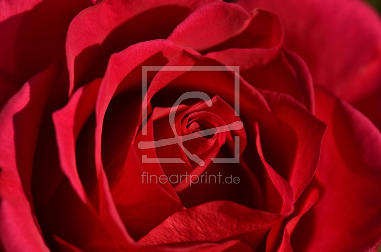 Bild-Nr.: 12017922 Rote Rose erstellt von Atteloi