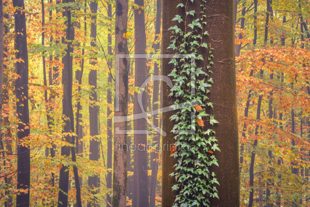 Bild-Nr.: 12018398 Baum im Herbstwald erstellt von luxpediation