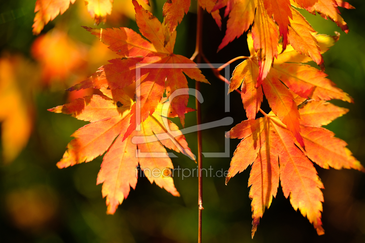 Bild-Nr.: 12018518 Herbstblätter erstellt von Ostfriese