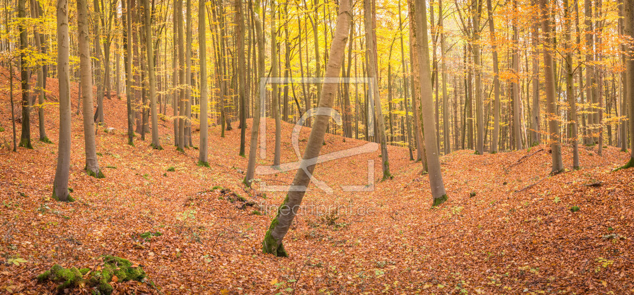 Bild-Nr.: 12018978 Goldene Herbstfarben im Wald erstellt von luxpediation