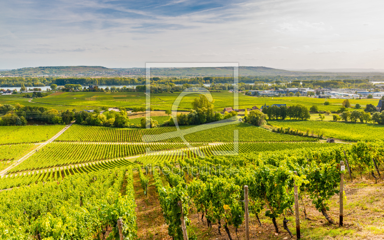 Bild-Nr.: 12019140 Weinberge bei Geisenheim 66 erstellt von Erhard Hess