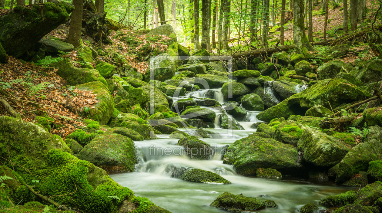 Bild-Nr.: 12019445 Natur Wald Panorama erstellt von luxpediation