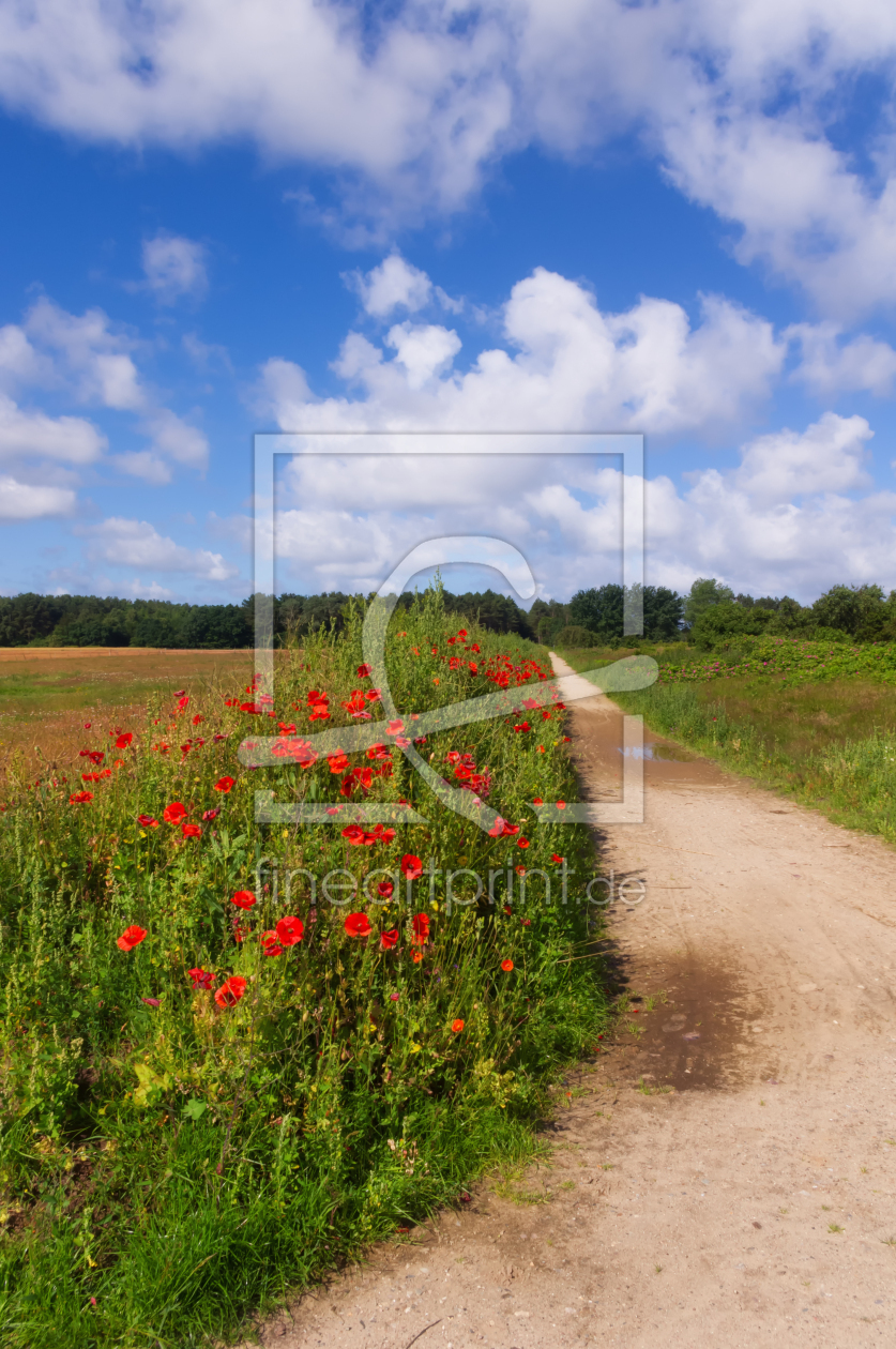 Bild-Nr.: 12019521 Sommerimpression Amrum erstellt von Angela  Dölling