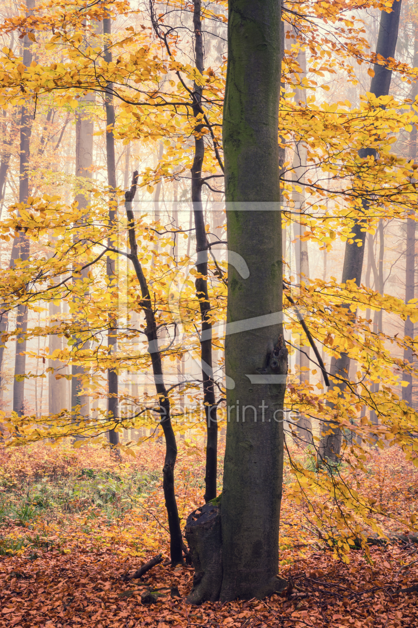 Bild-Nr.: 12019748 Baum in goldenen Farben erstellt von luxpediation