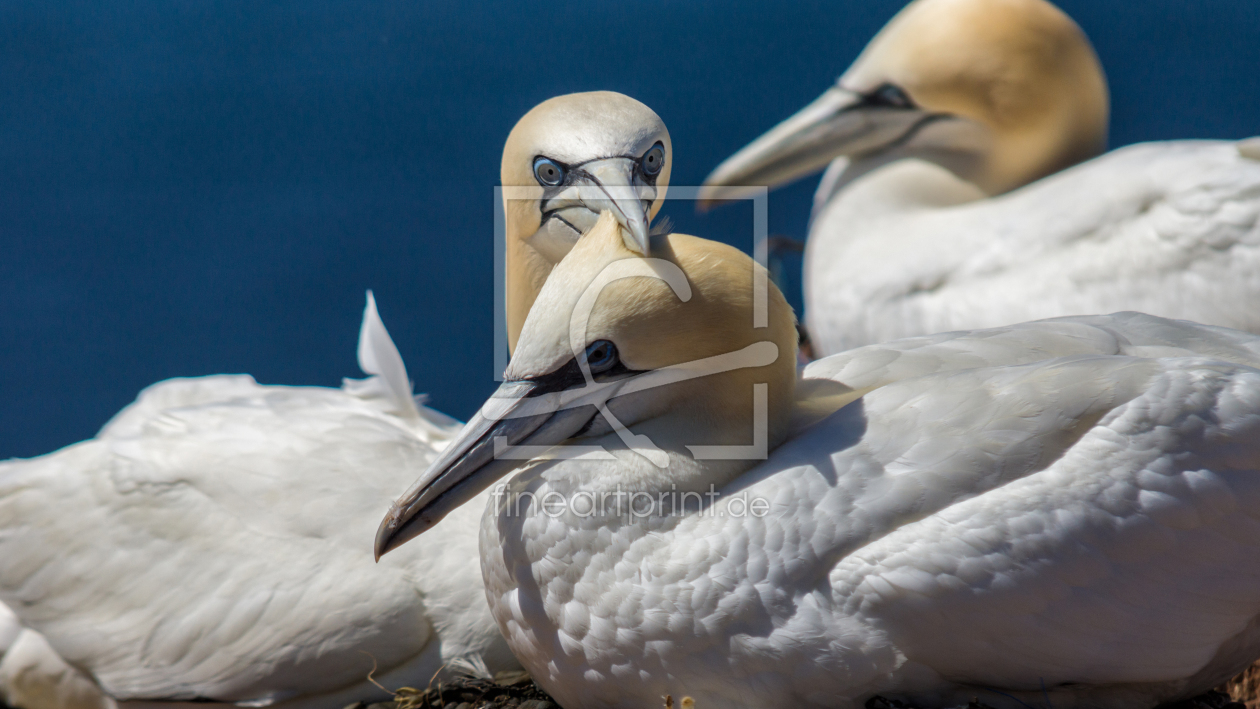 Bild-Nr.: 12019765 Kuschelndes Vogelpaar erstellt von alphafotos