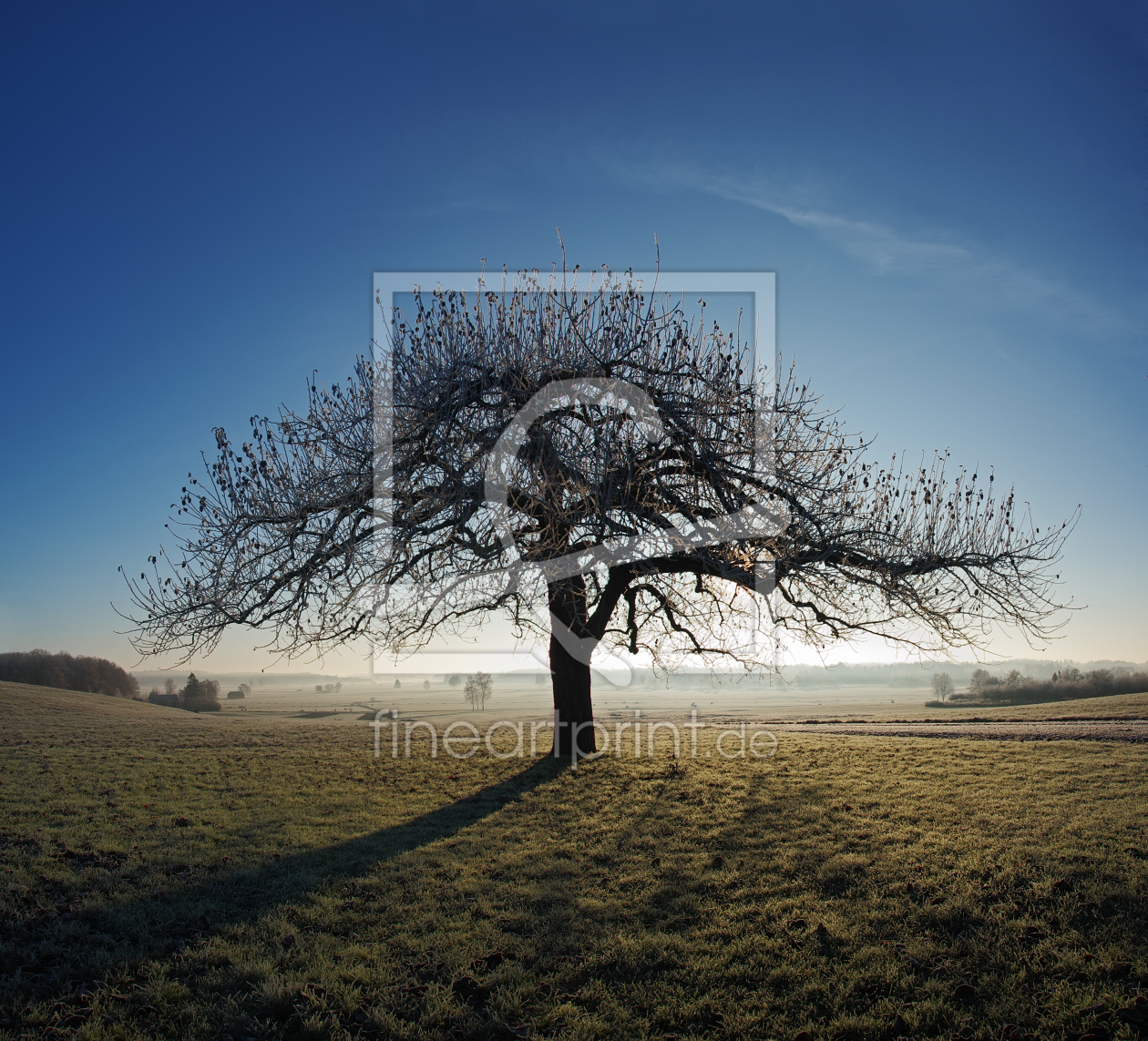Bild-Nr.: 12021025 Knorriger Apfelbaum im Frost erstellt von move