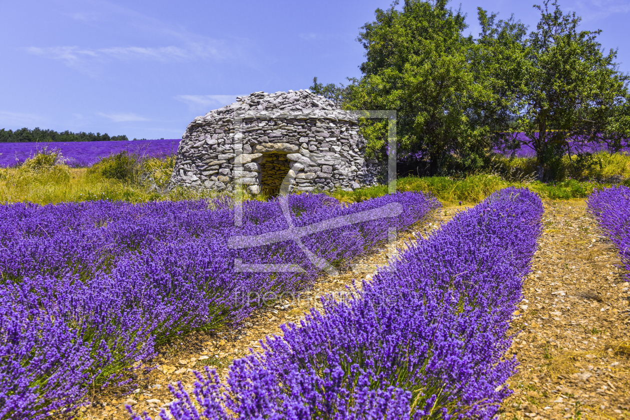 Bild-Nr.: 12021104 Steinhütte im Lavendelfeld - Provence erstellt von KundenNr-160338