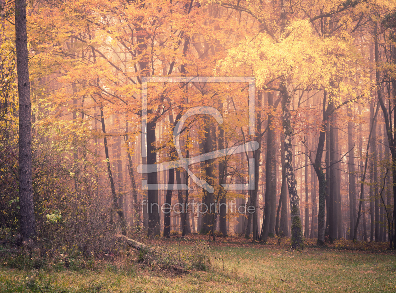 Bild-Nr.: 12021142 Wald im Herbst erstellt von luxpediation