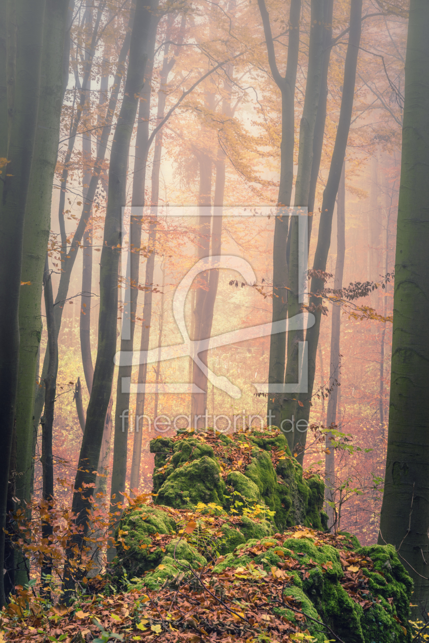 Bild-Nr.: 12021462 Herbstwald im Nebel  erstellt von luxpediation