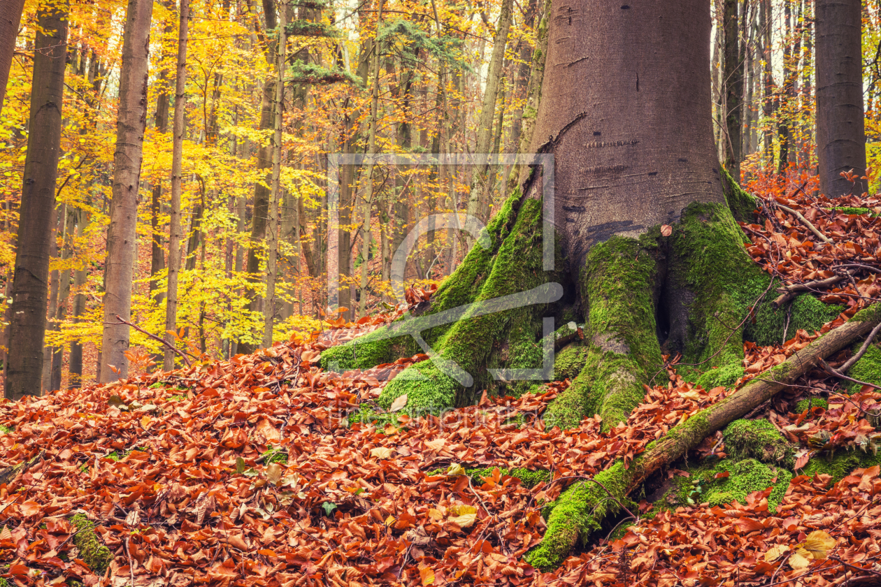 Bild-Nr.: 12021478 Wurzeln im Herbstlaub erstellt von luxpediation