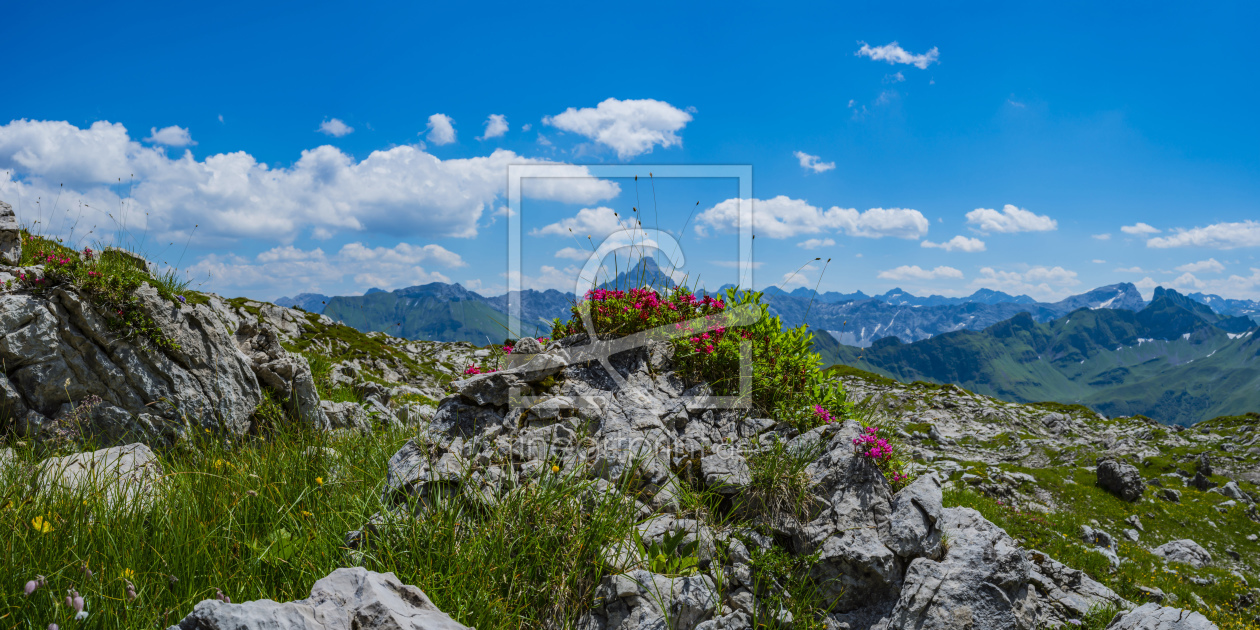 Bild-Nr.: 12022654 Alpenrosen erstellt von Walter G. Allgöwer