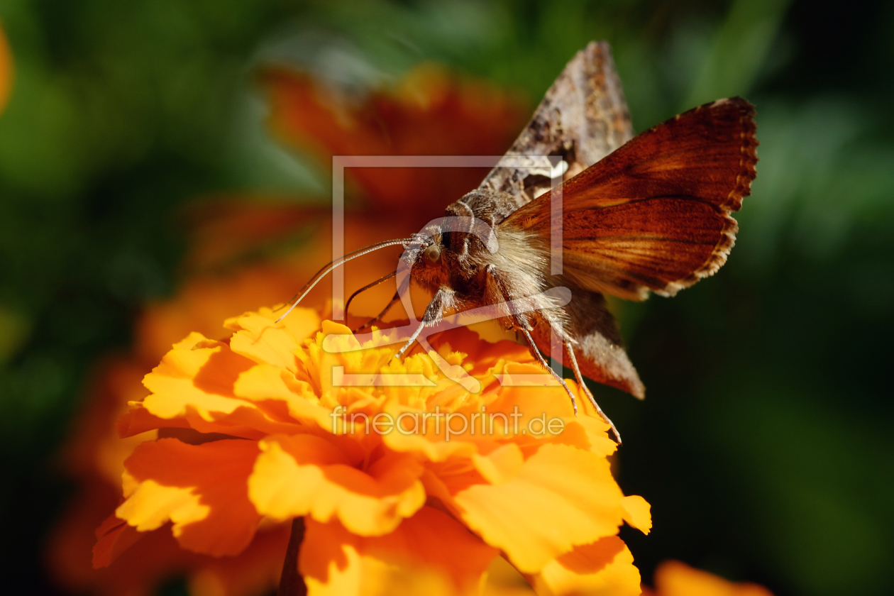 Bild-Nr.: 12025326 Insekt auf Tagetes erstellt von Ostfriese