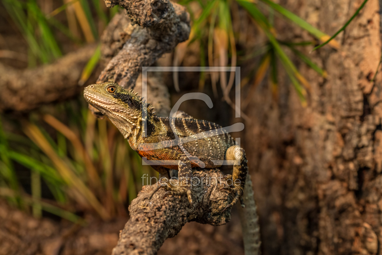 Bild-Nr.: 12026734 Australische Wasseragame männlich  erstellt von HeschFoto