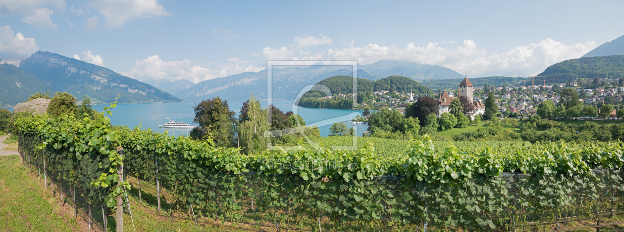 Bild-Nr.: 12028963 Rebberg Panorama Spiez Berner Oberland erstellt von SusaZoom