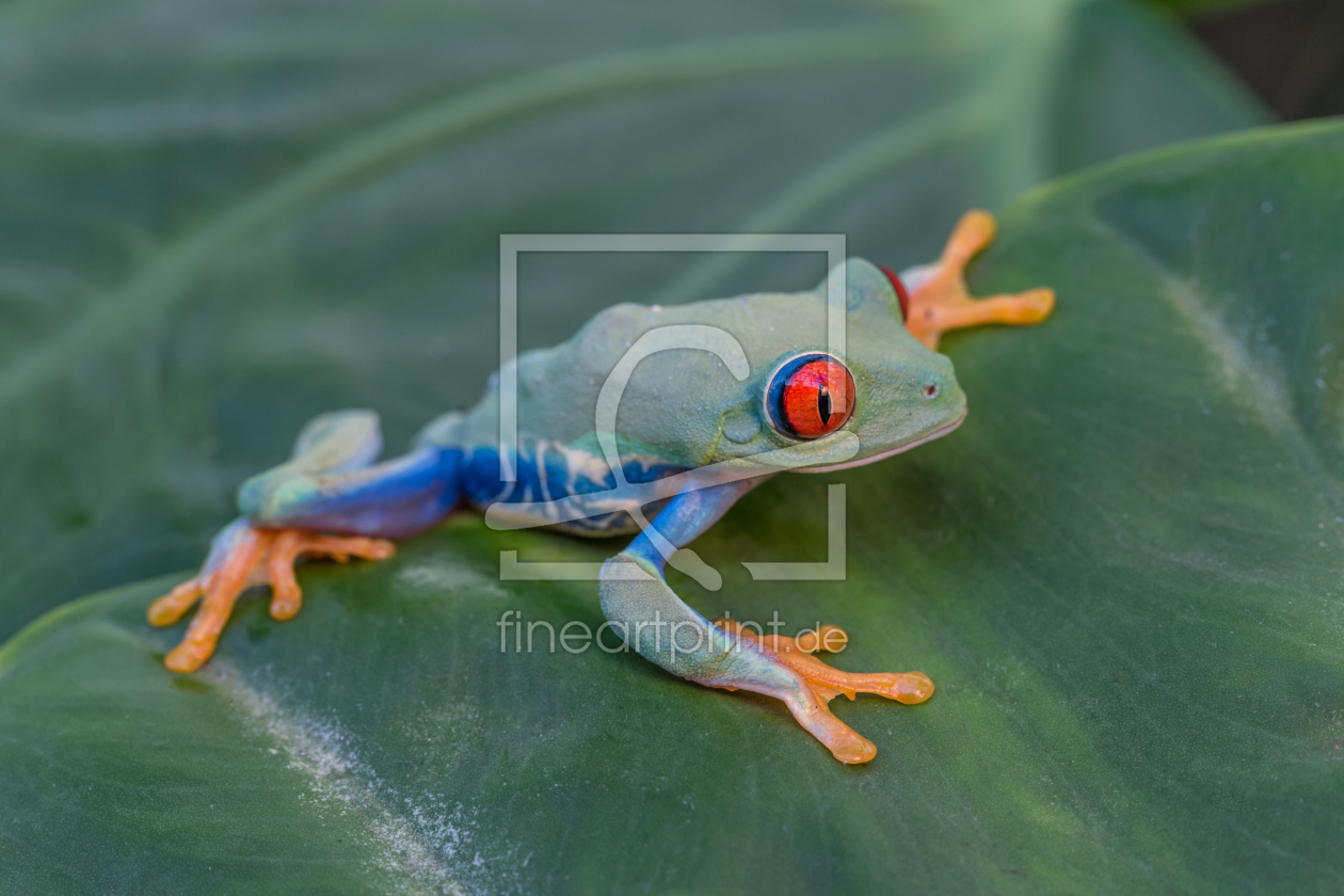 Bild-Nr.: 12029009 Rotaugen Laubfrosch erstellt von HeschFoto