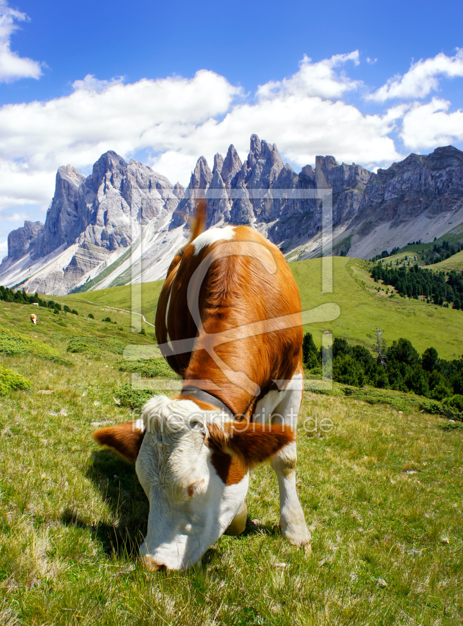 Bild-Nr.: 12029236 Südtiroler Kuh vor den Geislerspitzen erstellt von MartinaW