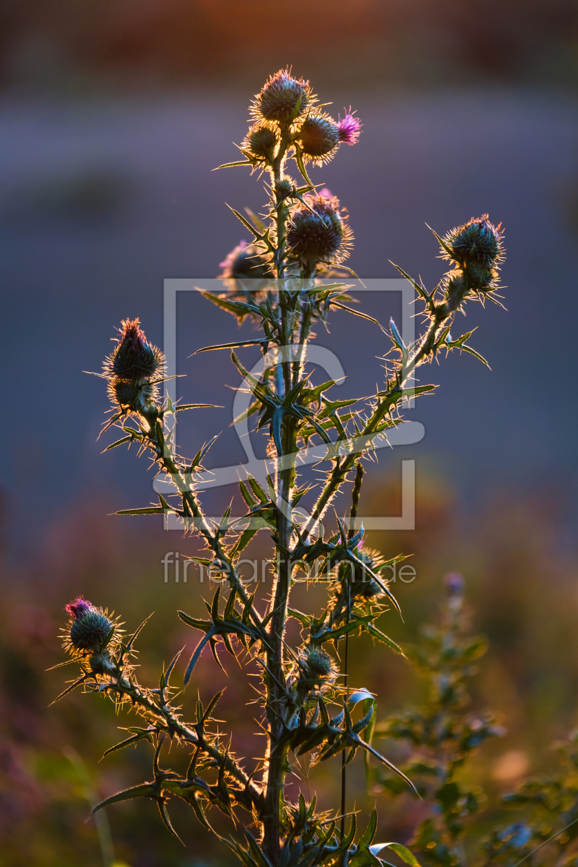 Bild-Nr.: 12030160 Distel im Abendlicht erstellt von ELIO