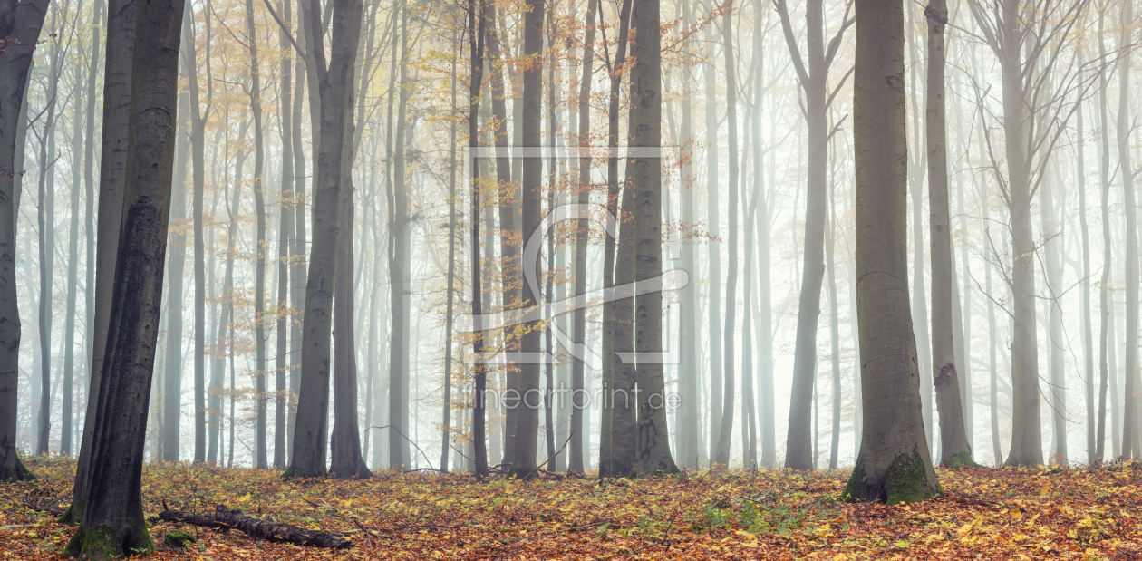 Bild-Nr.: 12033199 Wald im Nebel erstellt von luxpediation