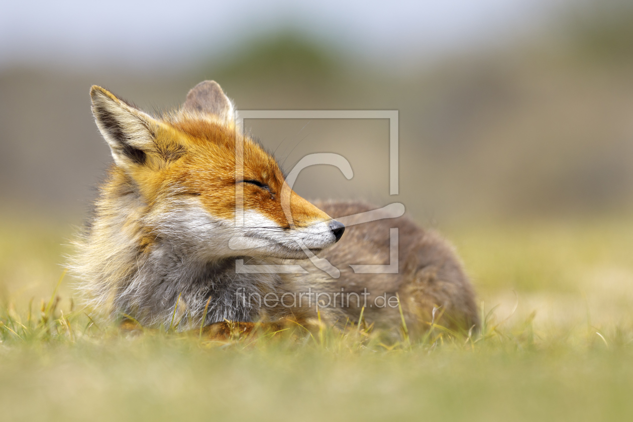 Bild-Nr.: 12034087 Der lächelnde Fuchs erstellt von Daniela Beyer