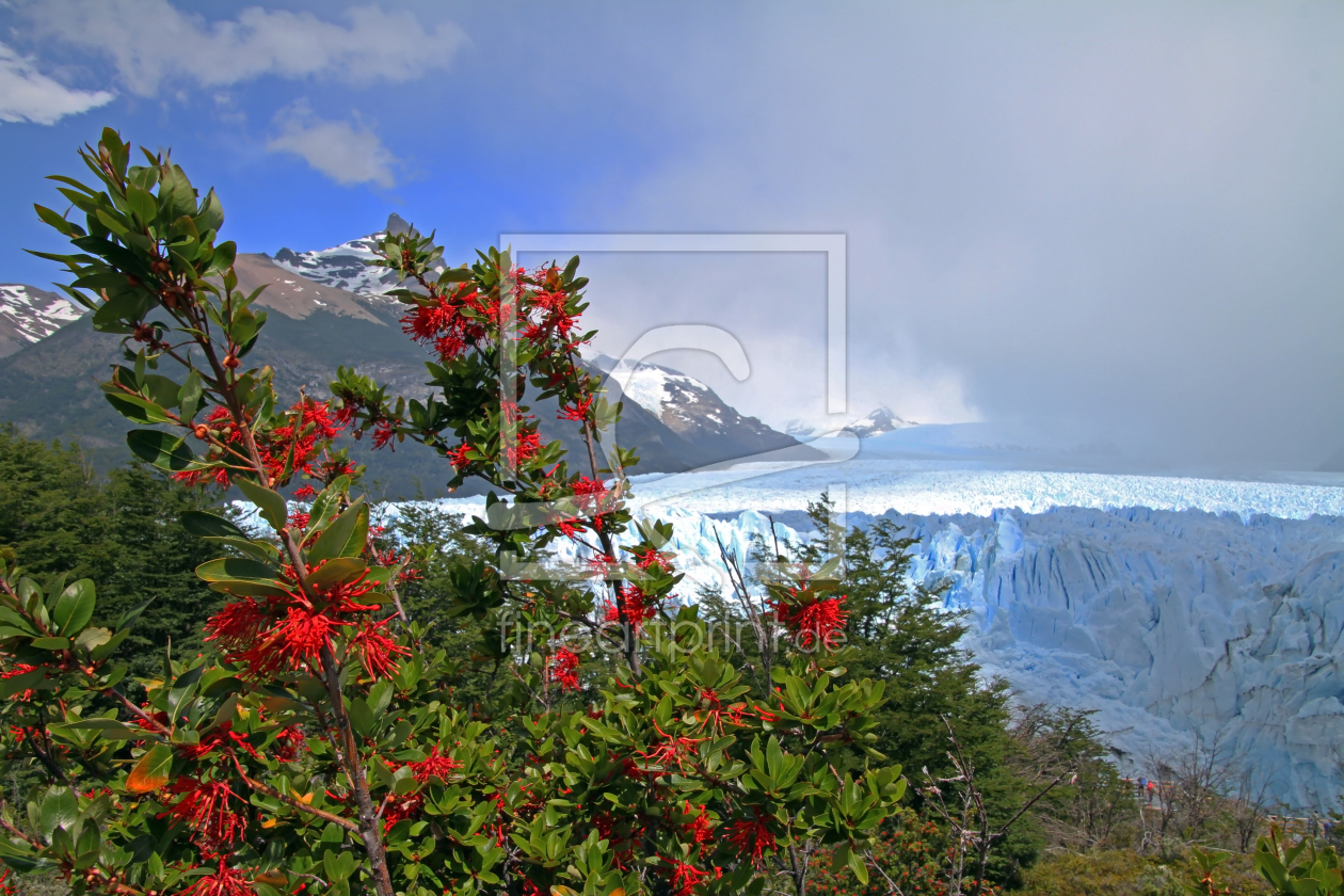 Bild-Nr.: 12034654 Feuerbusch am Perito Moreno Gletscher erstellt von Gerhard Albicker