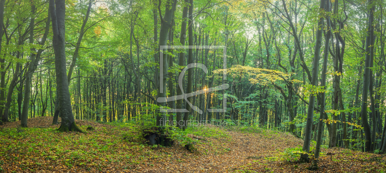 Bild-Nr.: 12034698 Waldlandschaft in Grün - Panorama erstellt von luxpediation