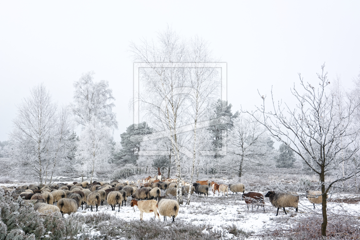 Bild-Nr.: 12035218 Winterfest durch die Heide erstellt von Gisela Scheffbuch