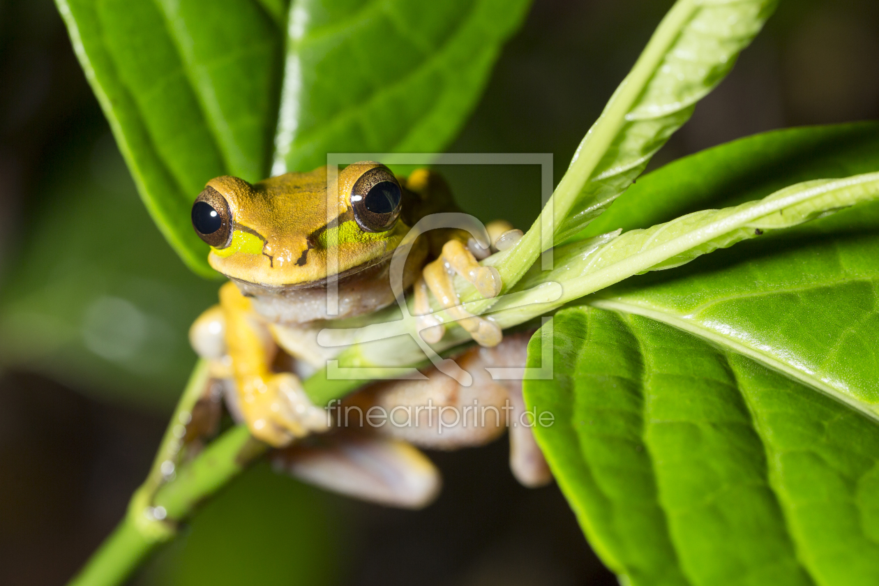 Bild-Nr.: 12035502 Maskenfrosch erstellt von Eisermann-Fotografie