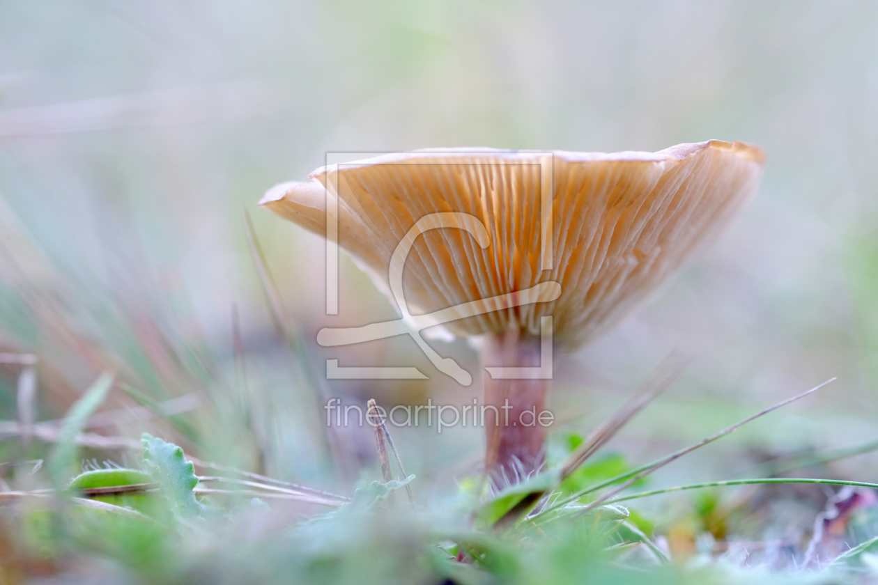 Bild-Nr.: 12036113 Ein Pilz im Winter erstellt von Ostfriese