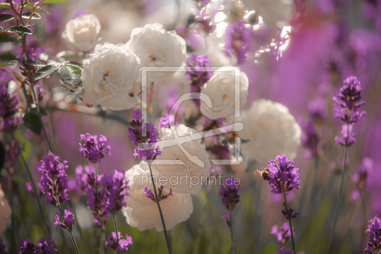 Bild-Nr.: 12037208 Weiße Rosen und Lavendel erstellt von Tanja Riedel