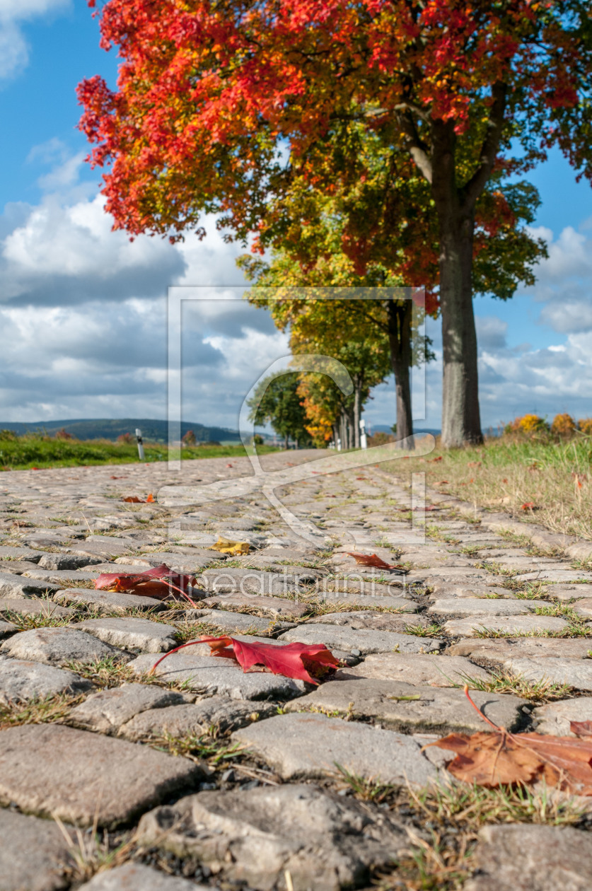 Bild-Nr.: 12039973 Herbstliche Allee erstellt von Dennis Karjetta