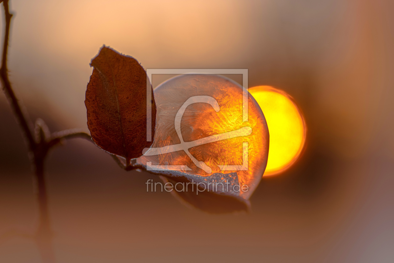Bild-Nr.: 12040048 Wintersonne und Seifenblasen Impression erstellt von Tanja Riedel