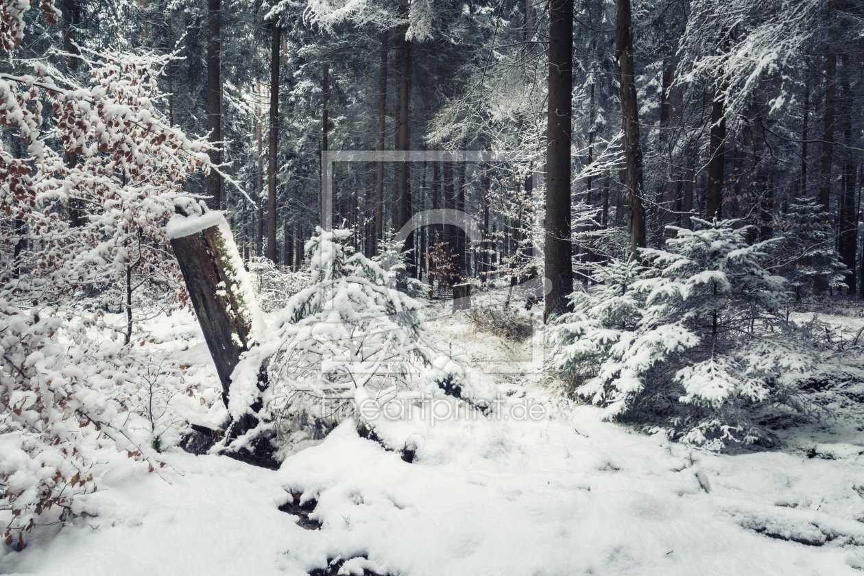 Bild-Nr.: 12040424 Winter Wald   erstellt von luxpediation