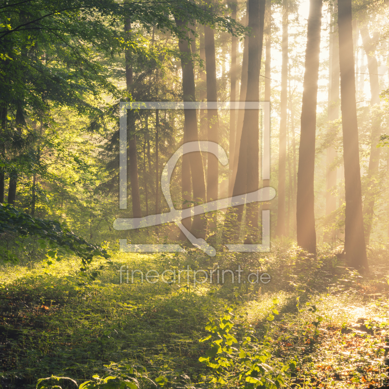 Bild-Nr.: 12040988 Sonnenstrahlen im Sommerwald erstellt von luxpediation