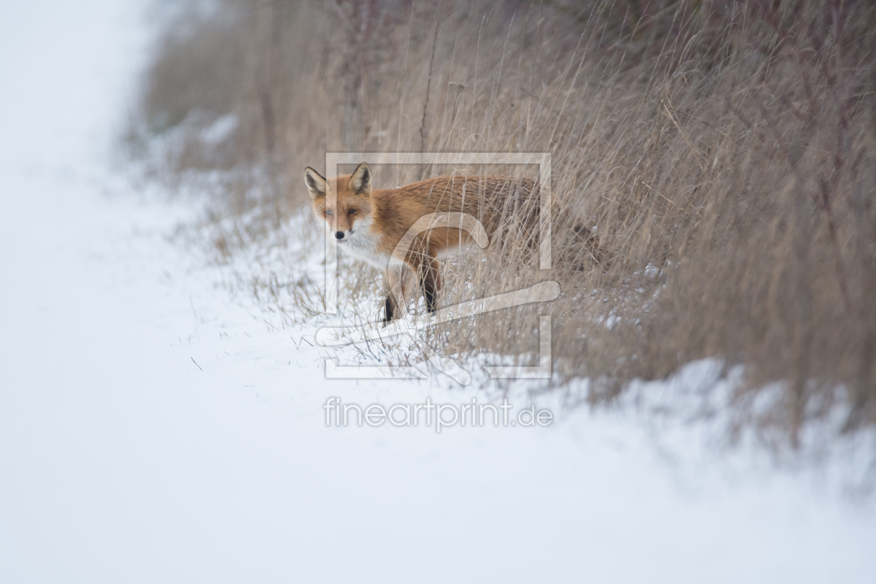 Bild-Nr.: 12041078 Fuchs im Winter erstellt von luxpediation