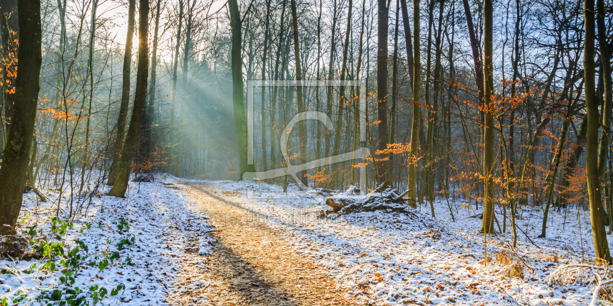 Bild-Nr.: 12041309 Sonnenweg im Wald  erstellt von Ursula Reins