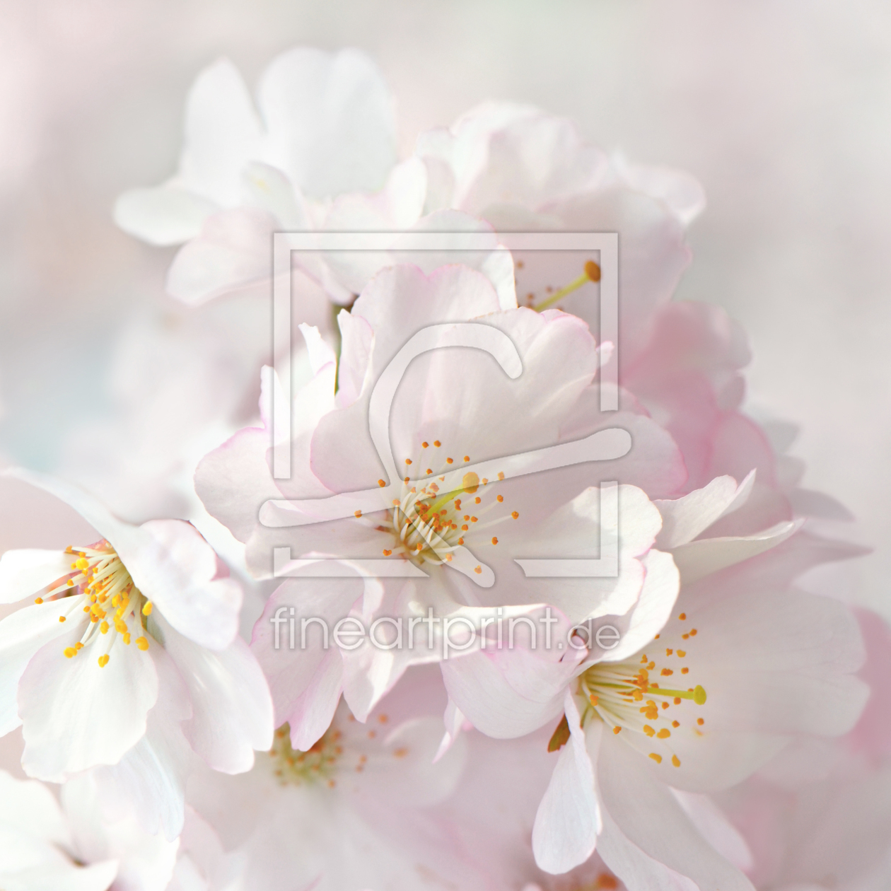 Bild-Nr.: 12042088 Frühlingsblüte erstellt von Atteloi