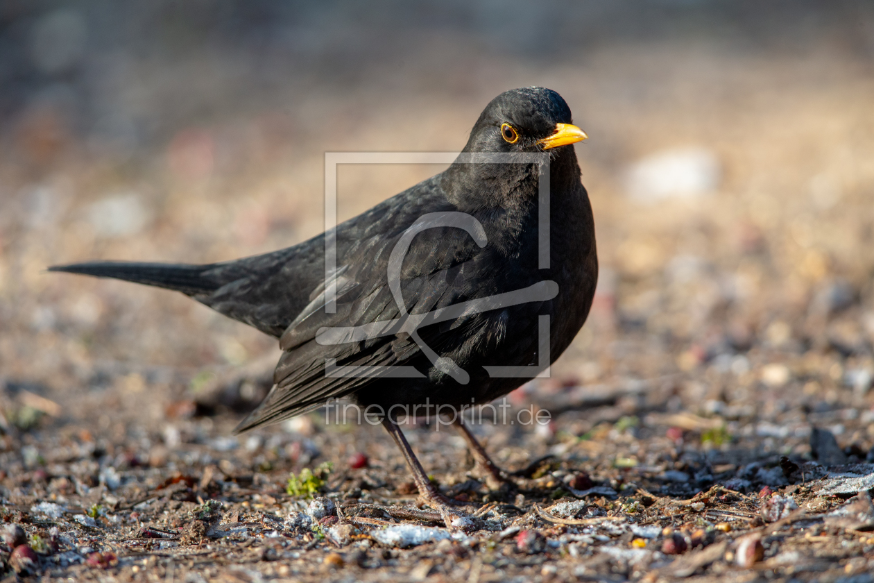 Bild-Nr.: 12042593 Amsel erstellt von DirkR