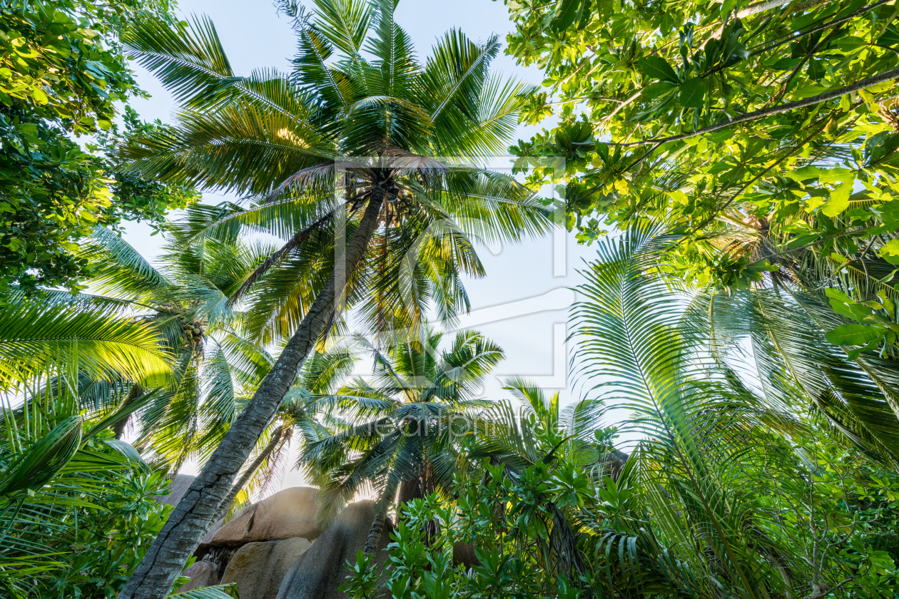 Bild-Nr.: 12043657 Urwald mit Palmen auf den Seychellen erstellt von eyetronic