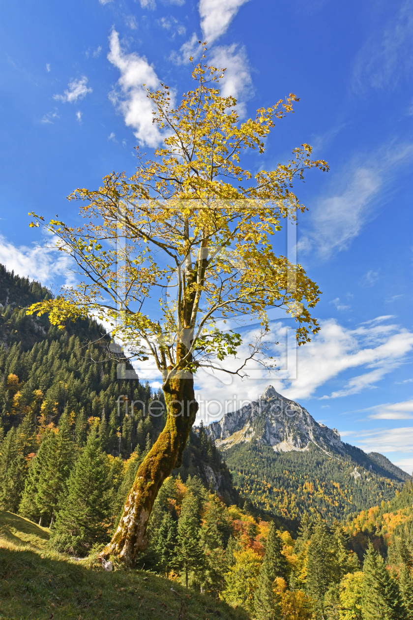 Bild-Nr.: 12044557 Herbstwald in den Ammergauer Alpen erstellt von Andreas Föll