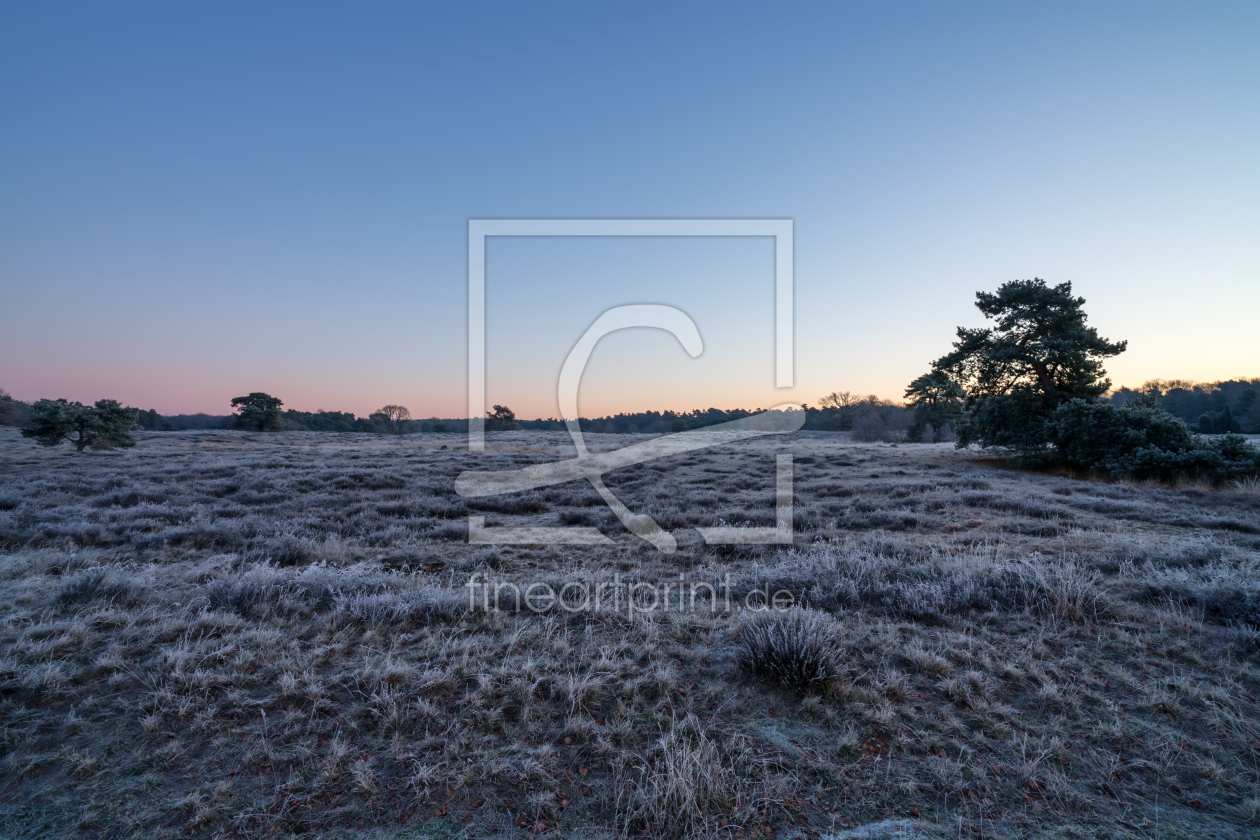 Bild-Nr.: 12044818 ein schoener morgen in der heide erstellt von volker heide