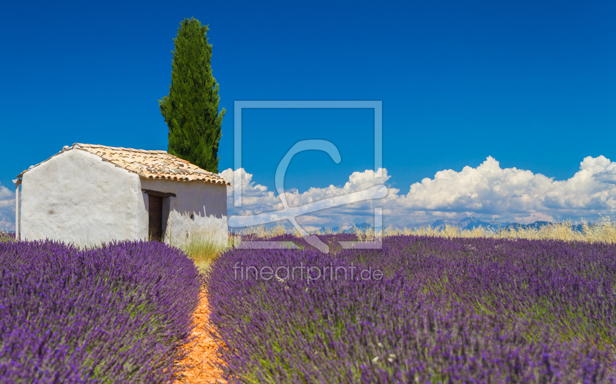 Bild-Nr.: 12045309 Lavendel Feld erstellt von CanonOnTour